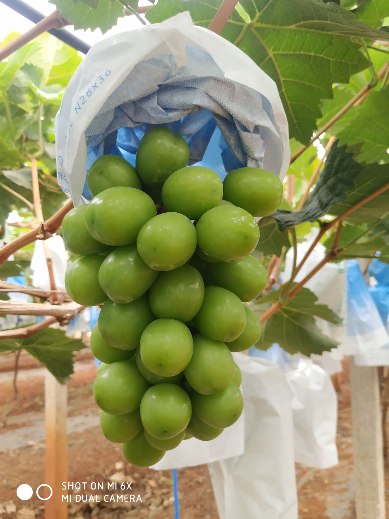  (精品)阳光玫瑰，现摘现发，产地直发！