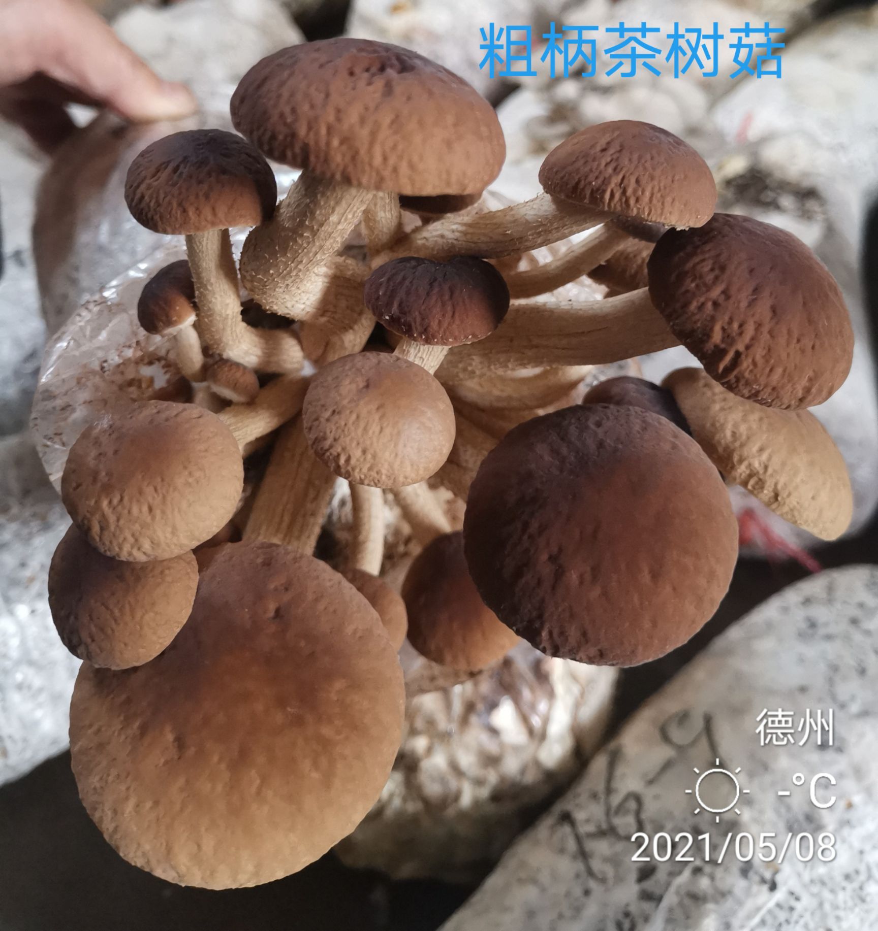 提供益茶树菇菌种出菇包和新法栽培技术