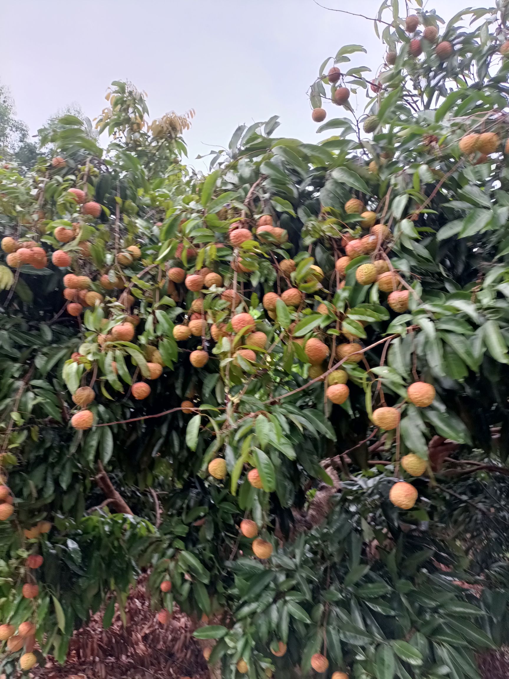 桂味荔枝 桂味糯米糍