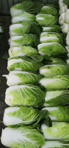 宁城县黄心大白菜  白菜黄心白菜大量上市