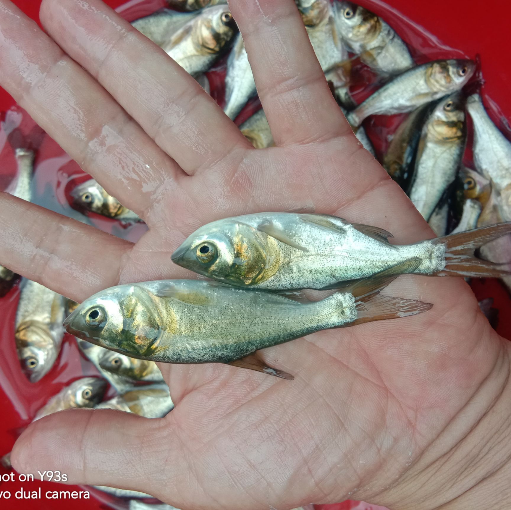 大头鱼鱼苗  大头鱼苗:鳙鱼、花鲢鱼，食物是水中大量生长浮游