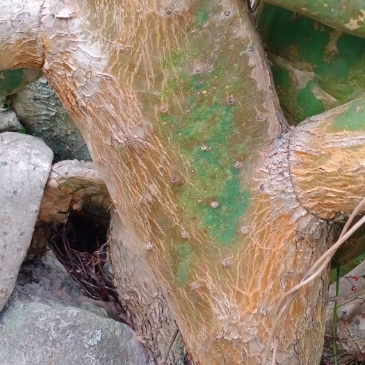 兴义市食用仙人掌  美容用老片药用，种植单片