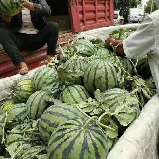 宜城市京欣西瓜  甜王西瓜 露天种植 货足价优，欢迎选购