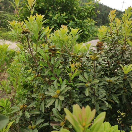 仙居县荸荠杨梅 仙居高山茡荠杨梅，昼夜温差大，甜度更好