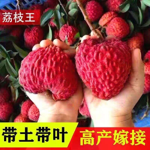 灵山县荔枝王苗  荔枝王果树苗，结出果比鸡蛋还大个，核小肉脆甜