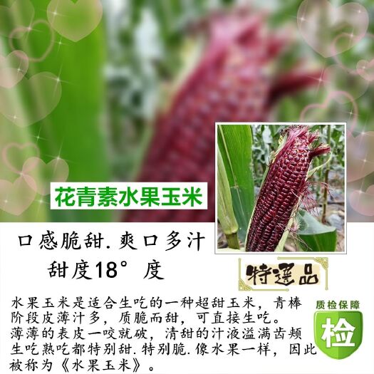 花青素冰糖水果玉米，特色超甜水果玉米基地源头直供