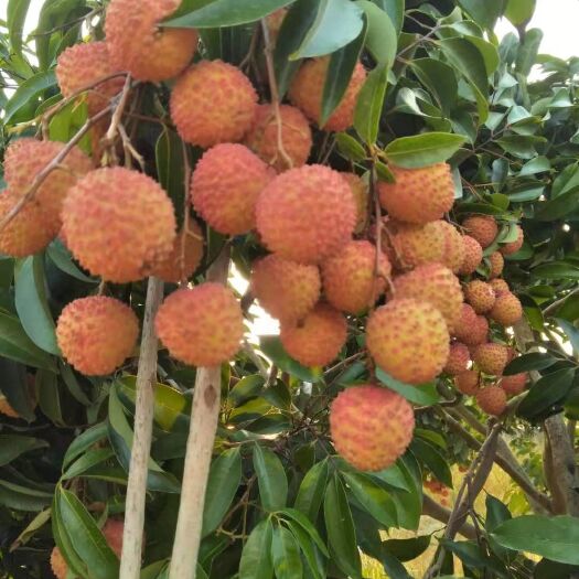 鹤山市桂味荔枝  荷村桂味”是宅梧镇独有的荔枝优良传统品种，皮薄核小，鲜甜可口