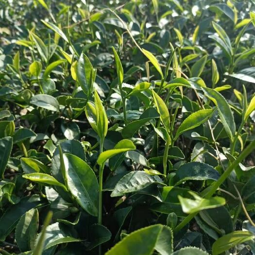 连平县云雾茶 高山绿茶