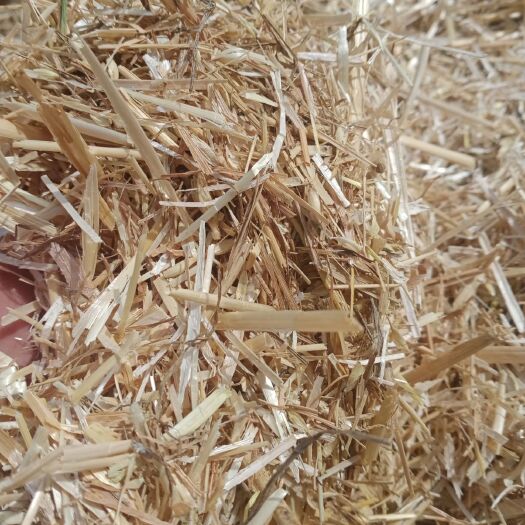 三原县小麦秸秆 今年的新草柔丝除尘麦草