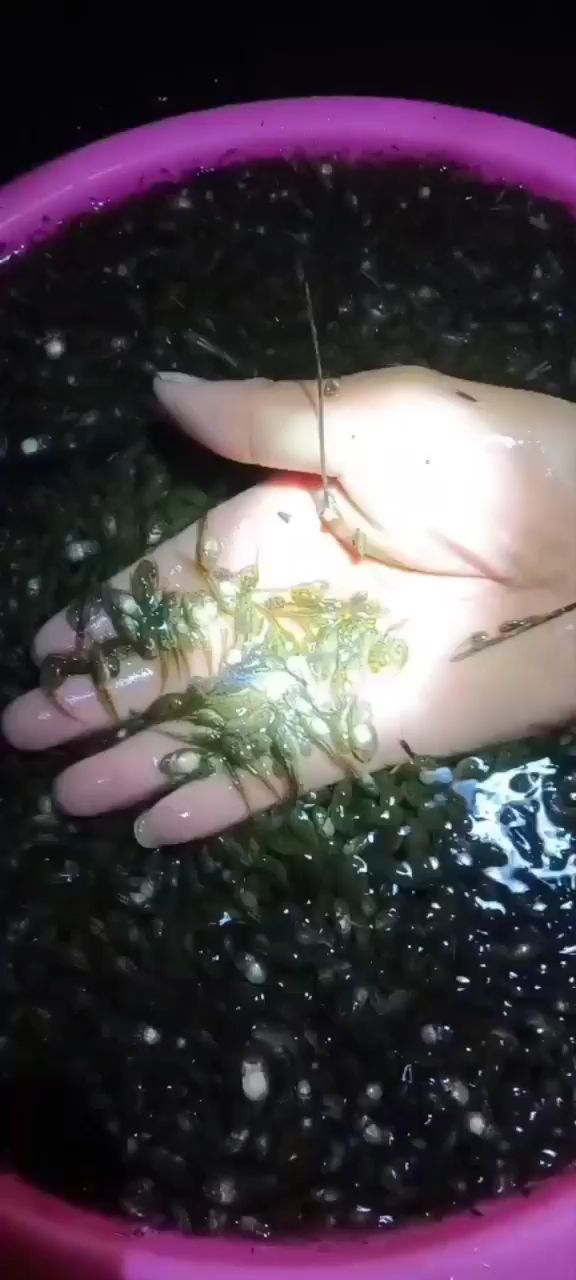 青蛙苗  大量供应优质蛙苗.技术指导