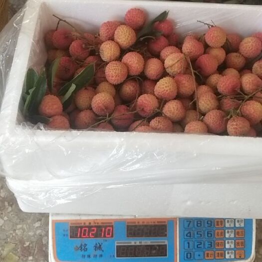 高州市白糖罂荔枝  货靓味正无虫口桂
味荔枝