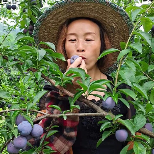 江安县五月脆李，又大又甜又脆，甜甜脆脆的口感
