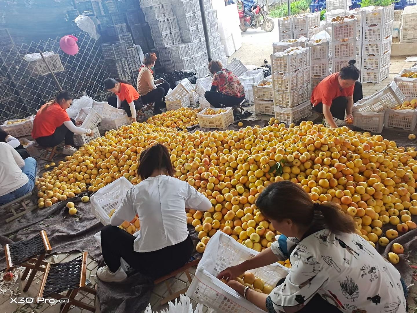 黄油桃  未来一号甜油桃