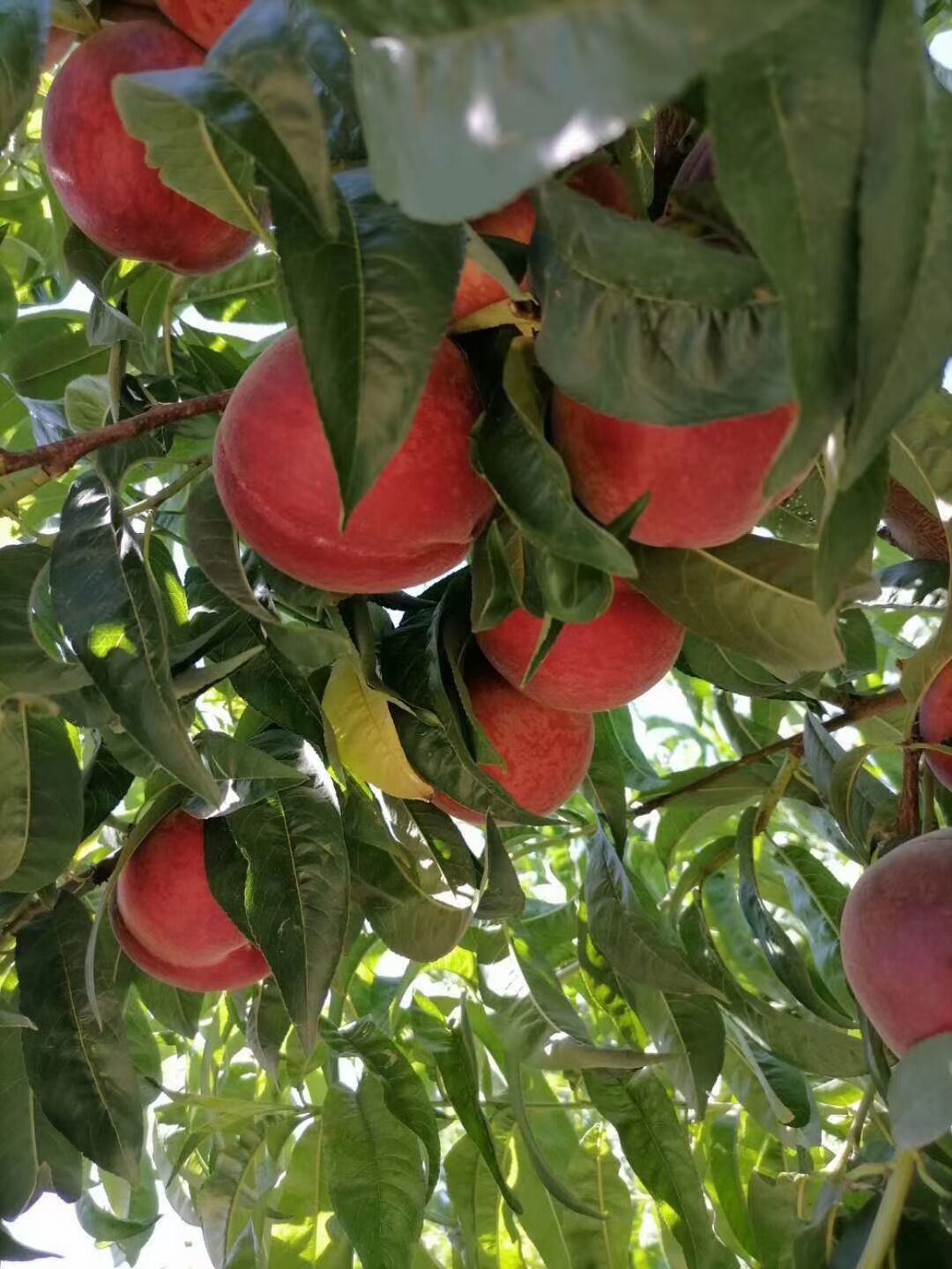 突围桃  春雪，春蜜，突围，优质毛桃大量上市供应，皮薄多汁，口感脆甜