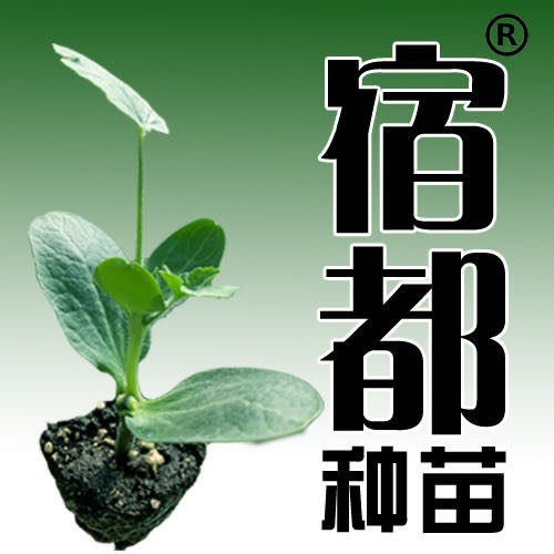 宿州美都西瓜苗  美都嫁接西瓜苗，优质美都嫁接苗
