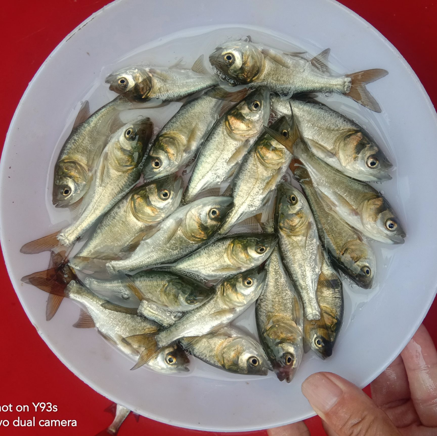 大头鱼鱼苗  大头鱼苗:鳙鱼、花鲢鱼，食物是水中大量生长浮游