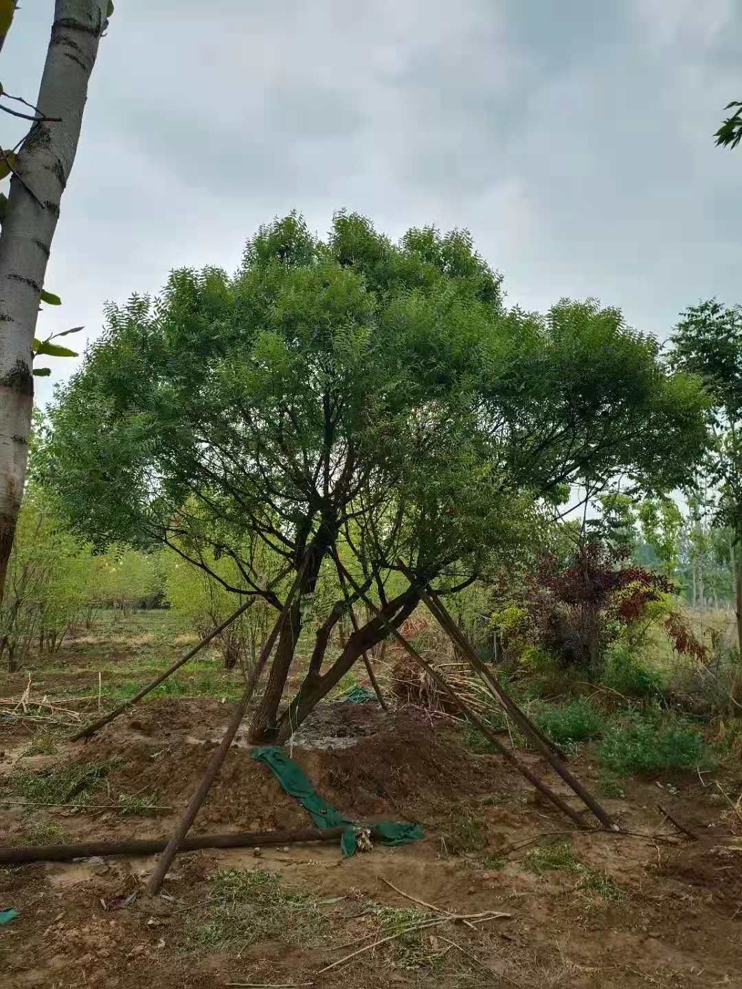 文冠果树苗  文官果