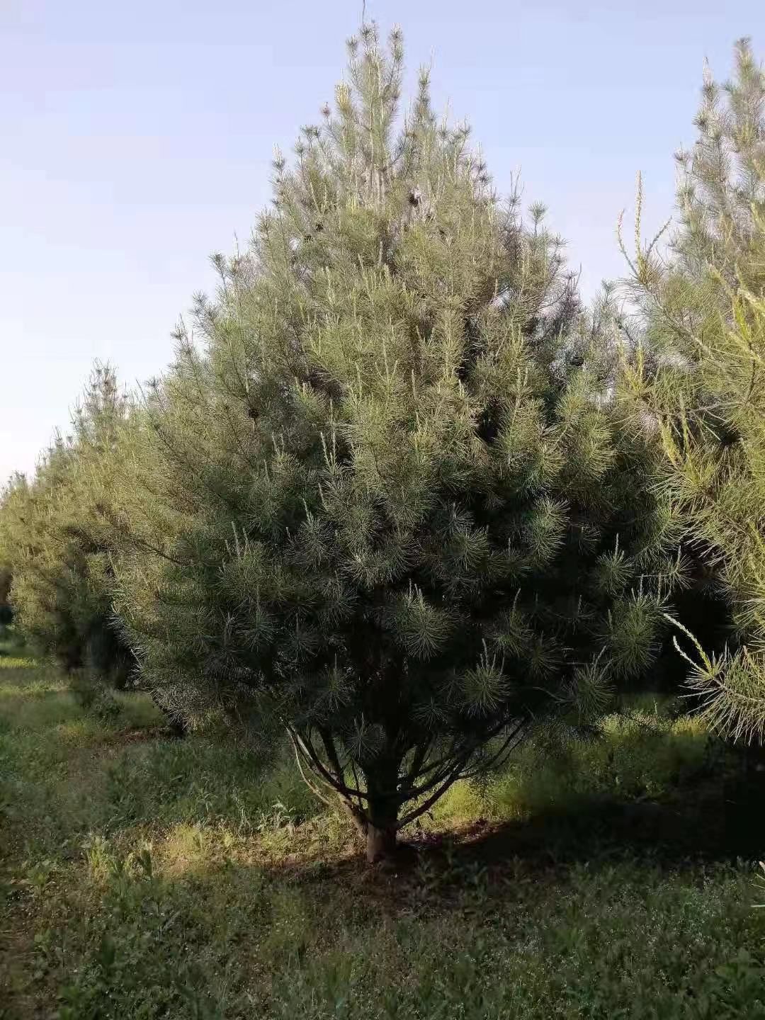 白皮松，西安白皮松，藍(lán)田白皮松