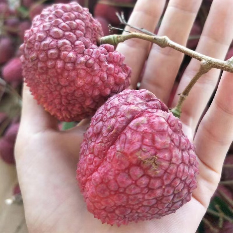 荔枝wang苗大果子荔枝厚肉核小清甜好吃 嫁接苗挂果快