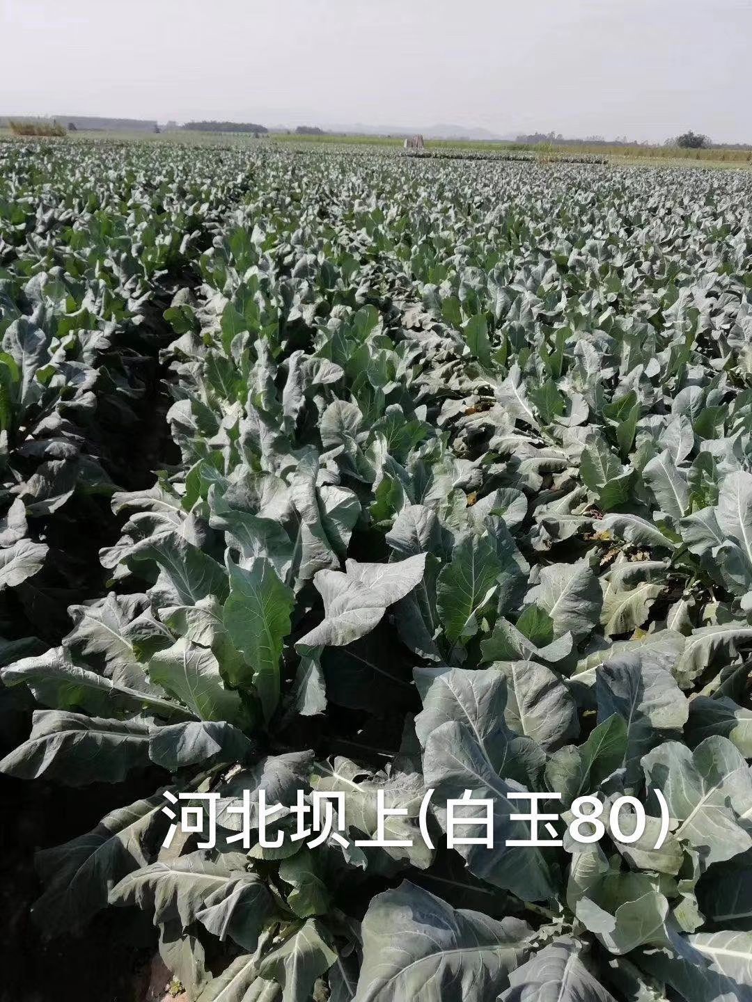 松花菜种子  引进，矮脚半松花：白玉90天、白玉108天