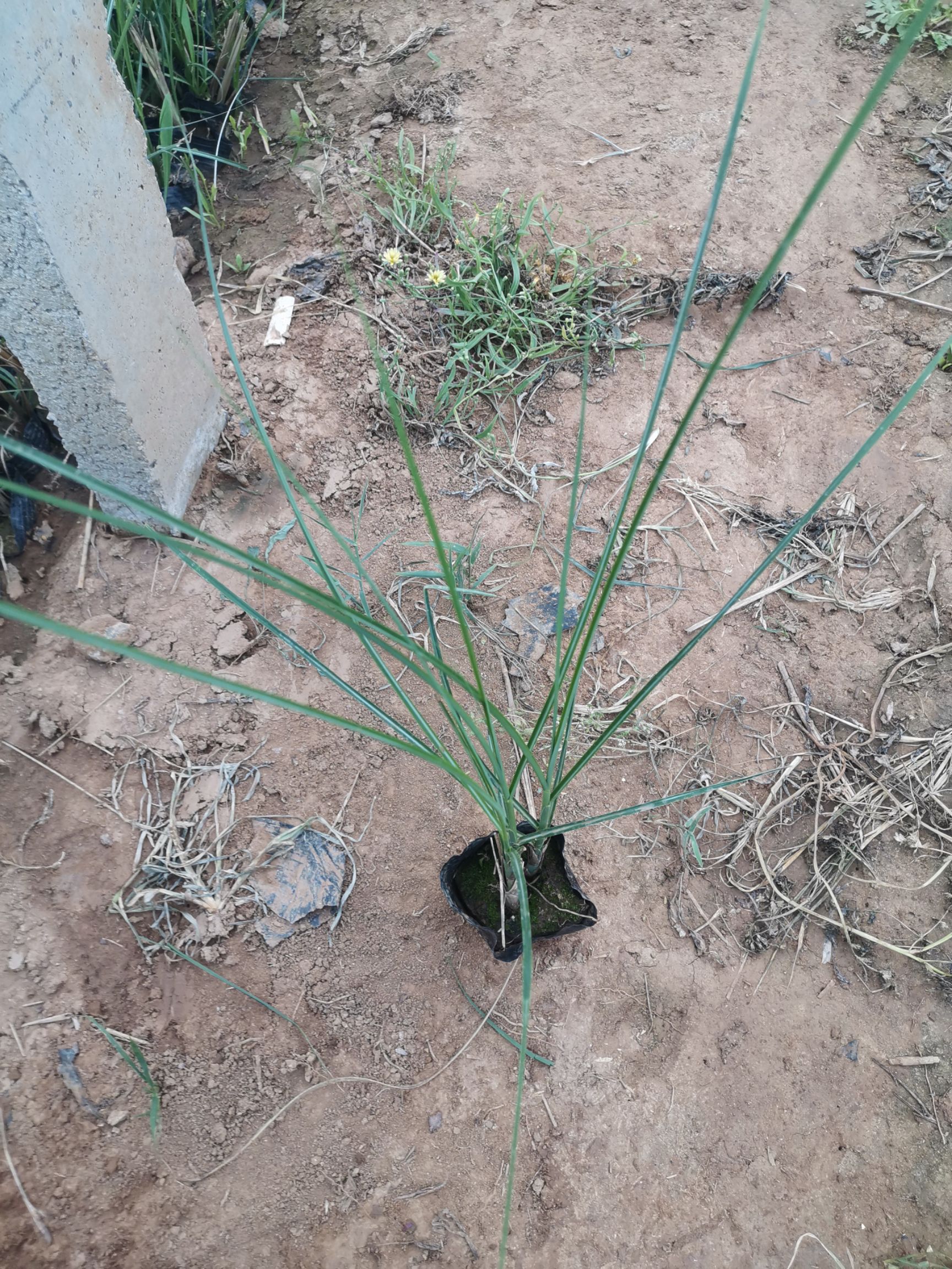 细叶芒苗木花草地被植物山东潍坊青州供应