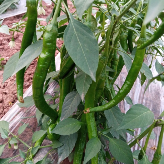 自贡 无公害辣椒