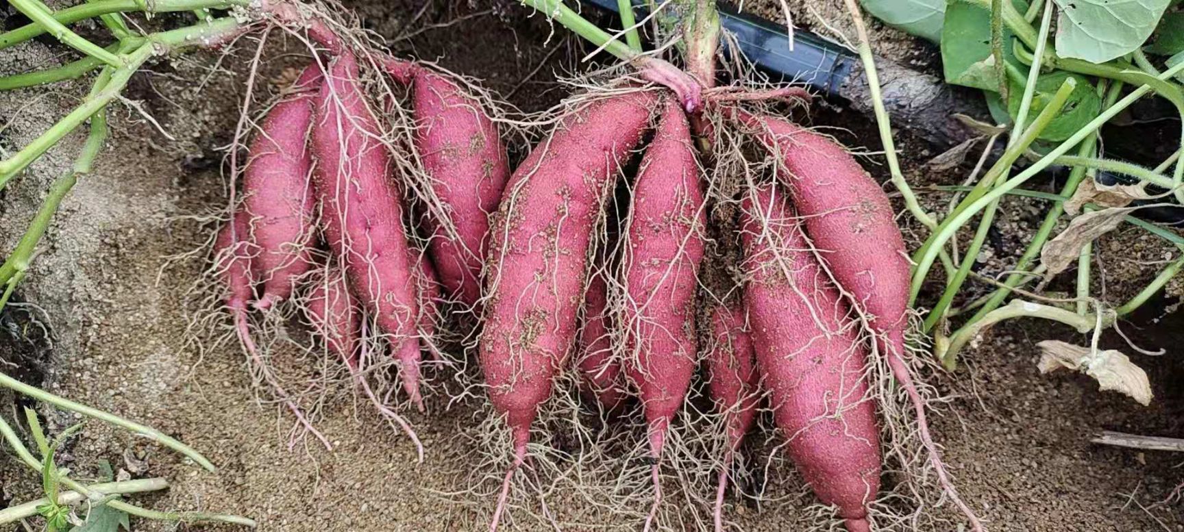 香薯 海南省东方市东方市 混装通货 红皮