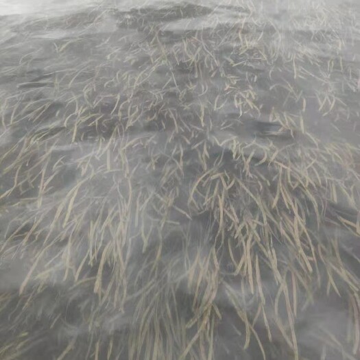 麻阳县沉水植物四季青苦草大量出售，需要的联系。