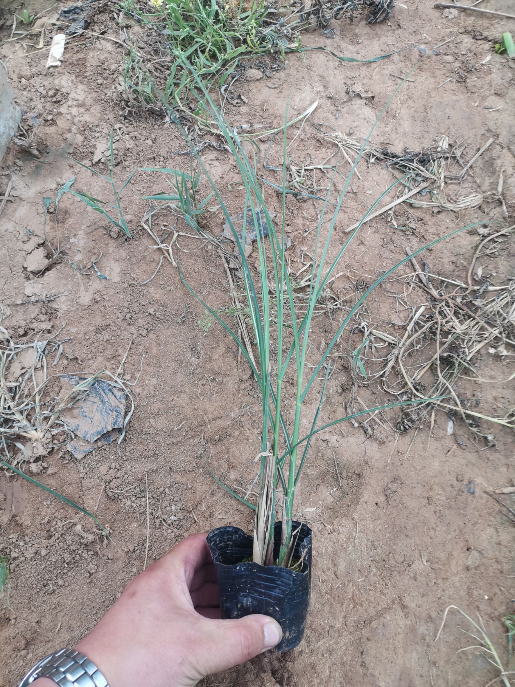 细叶芒苗木花草地被植物山东潍坊青州供应