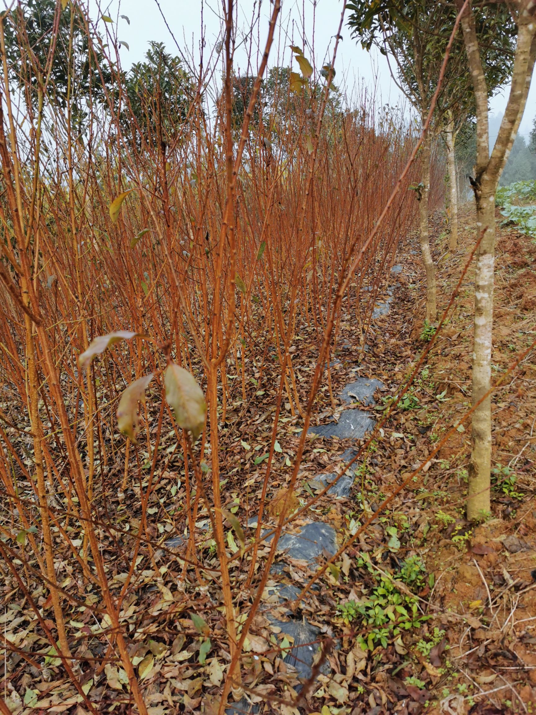 蜂糖李樹苗  蜂糖李種植基地，保證品種純正