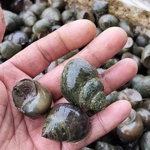 潜江市清水虾塘田螺大小各种规格肉质肥嫩，价廉物美发货速度！