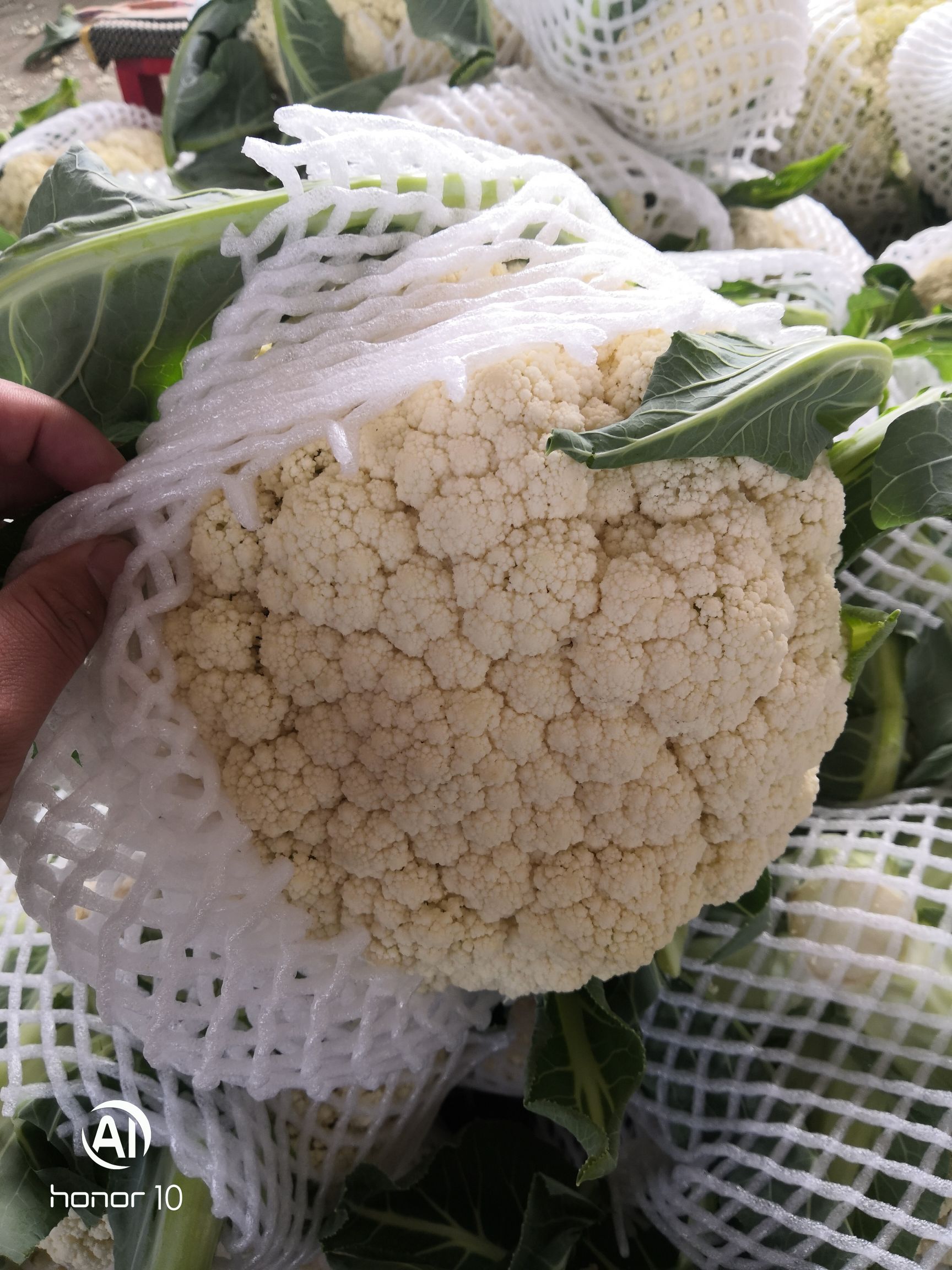 白花菜花  加工厂，大量供应青梗松花