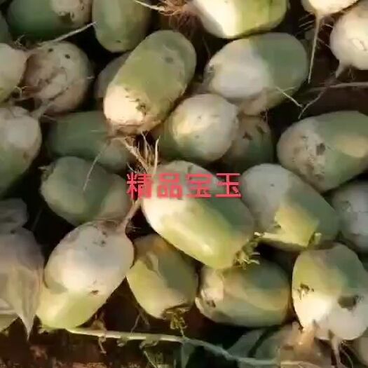 靖远县青萝卜  宝玉萝卜