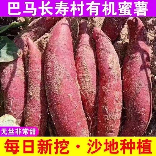 【现挖现发】沙地板栗红薯新鲜红蜜薯蔬菜5/9斤批发番薯包邮