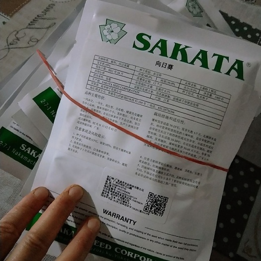 向日葵种苗  切花向日葵花籽