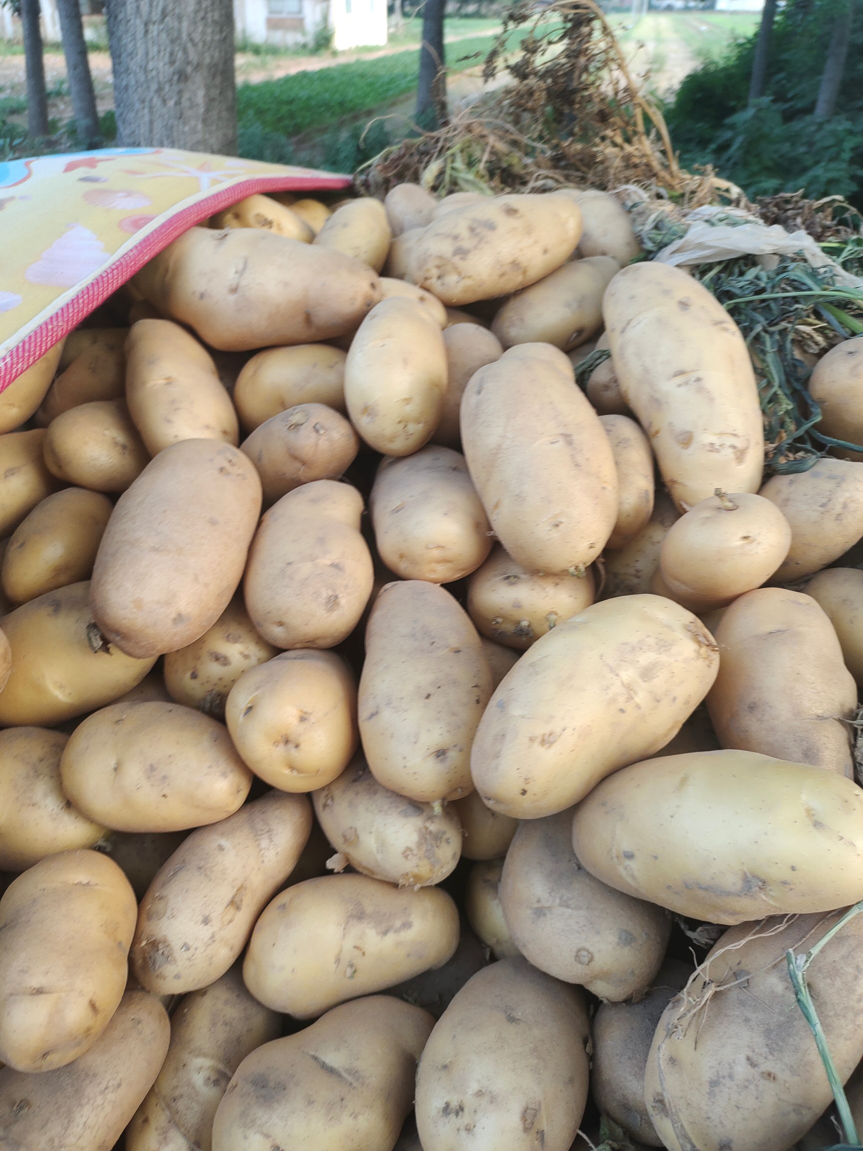 希森6号  中薯 希森 荷兰