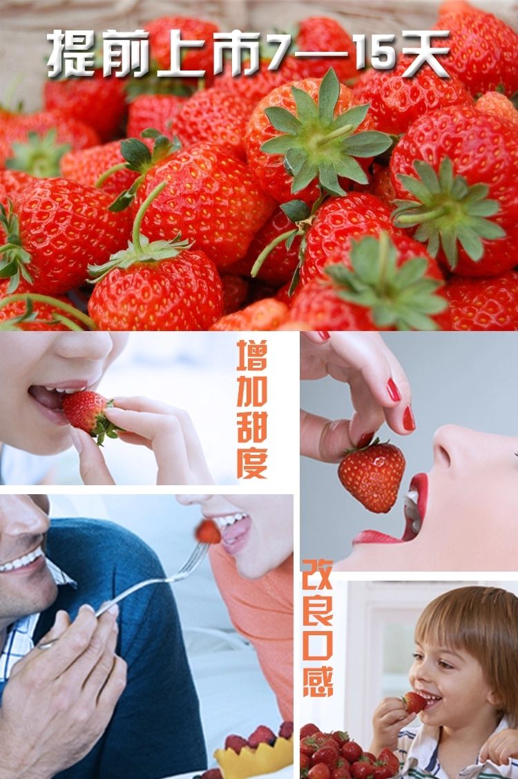 草莓补光增温灯 增加草莓抗寒能力提高棚温改善草莓提质增产口感
