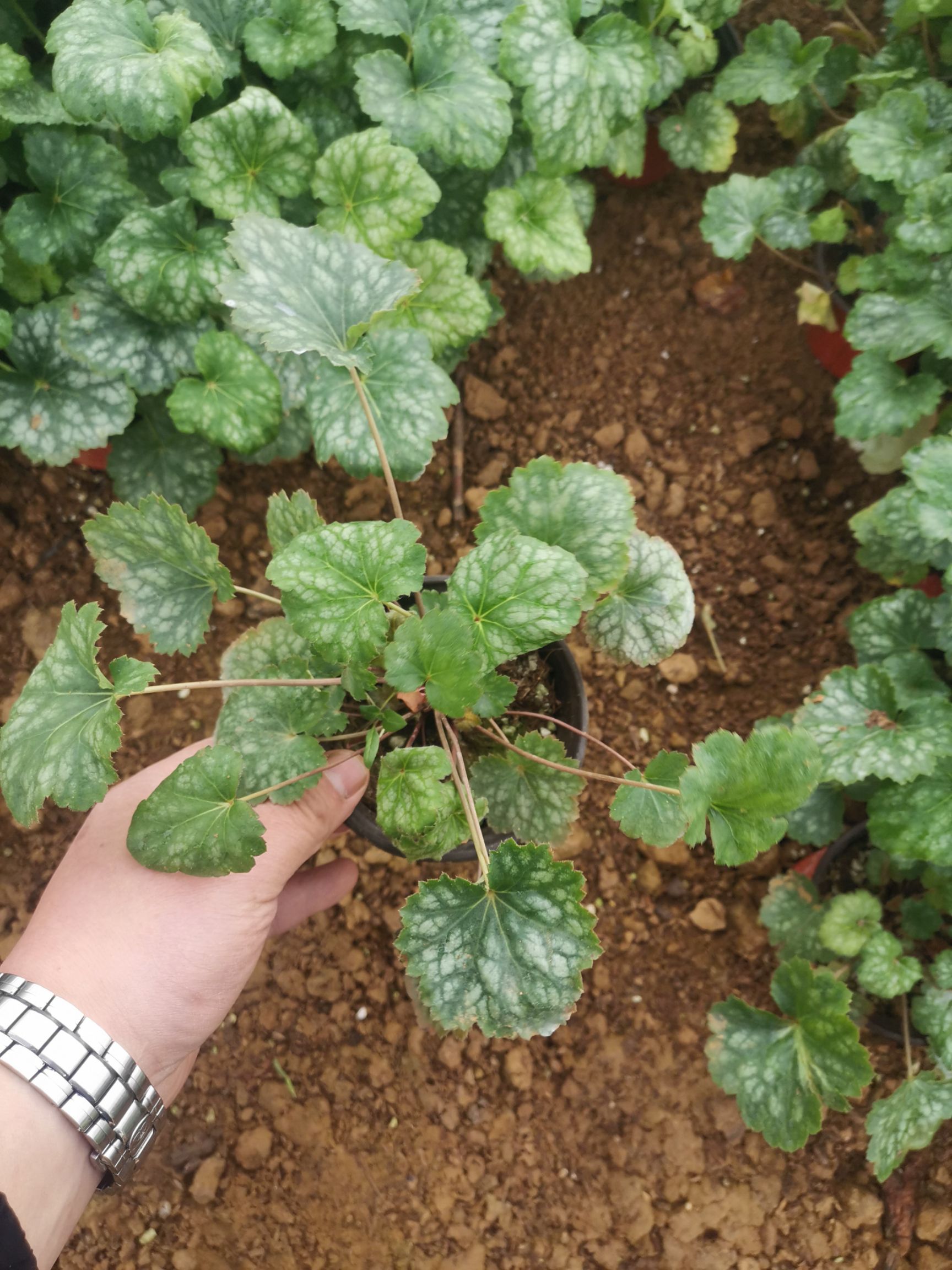 矾根种苗  矾根基地 矾根矾根多年生耐寒草本