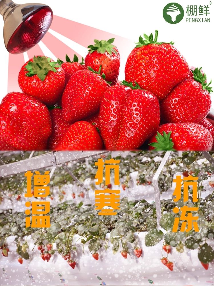 草莓补光增温灯 增加草莓抗寒能力提高棚温改善草莓提质增产口感
