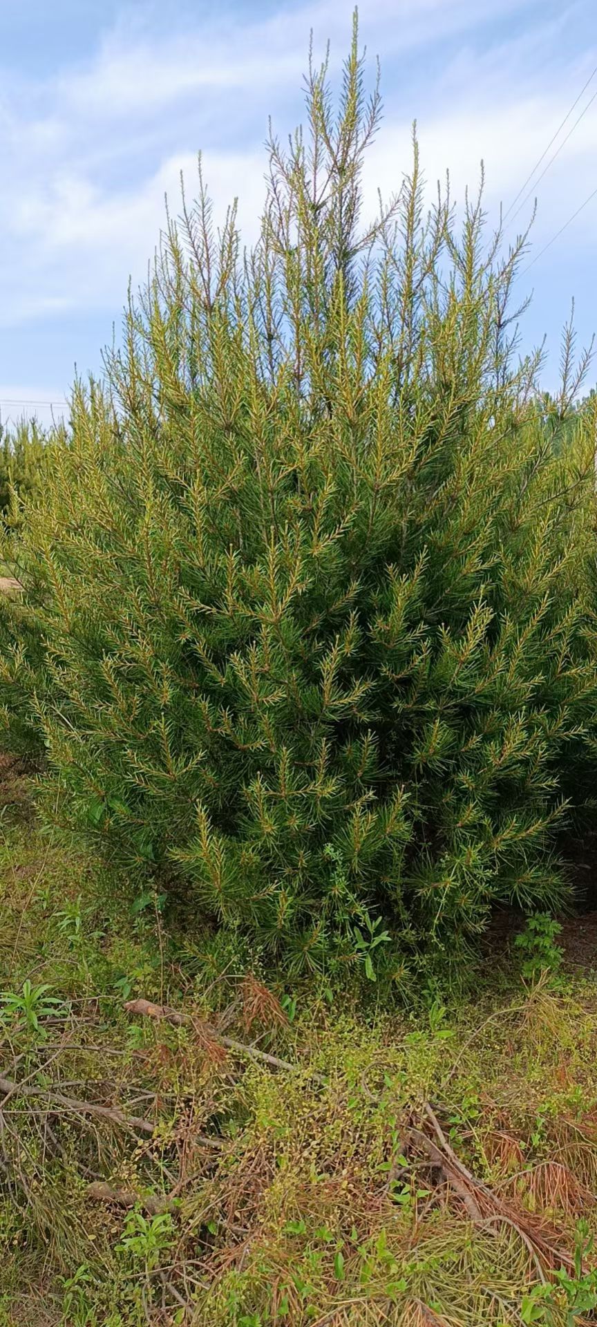 白皮松，白皮松基地，山西白皮松