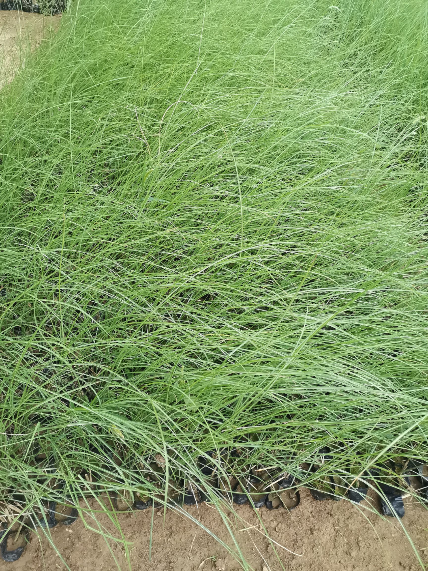 细叶芒苗木花草地被植物山东潍坊青州供应