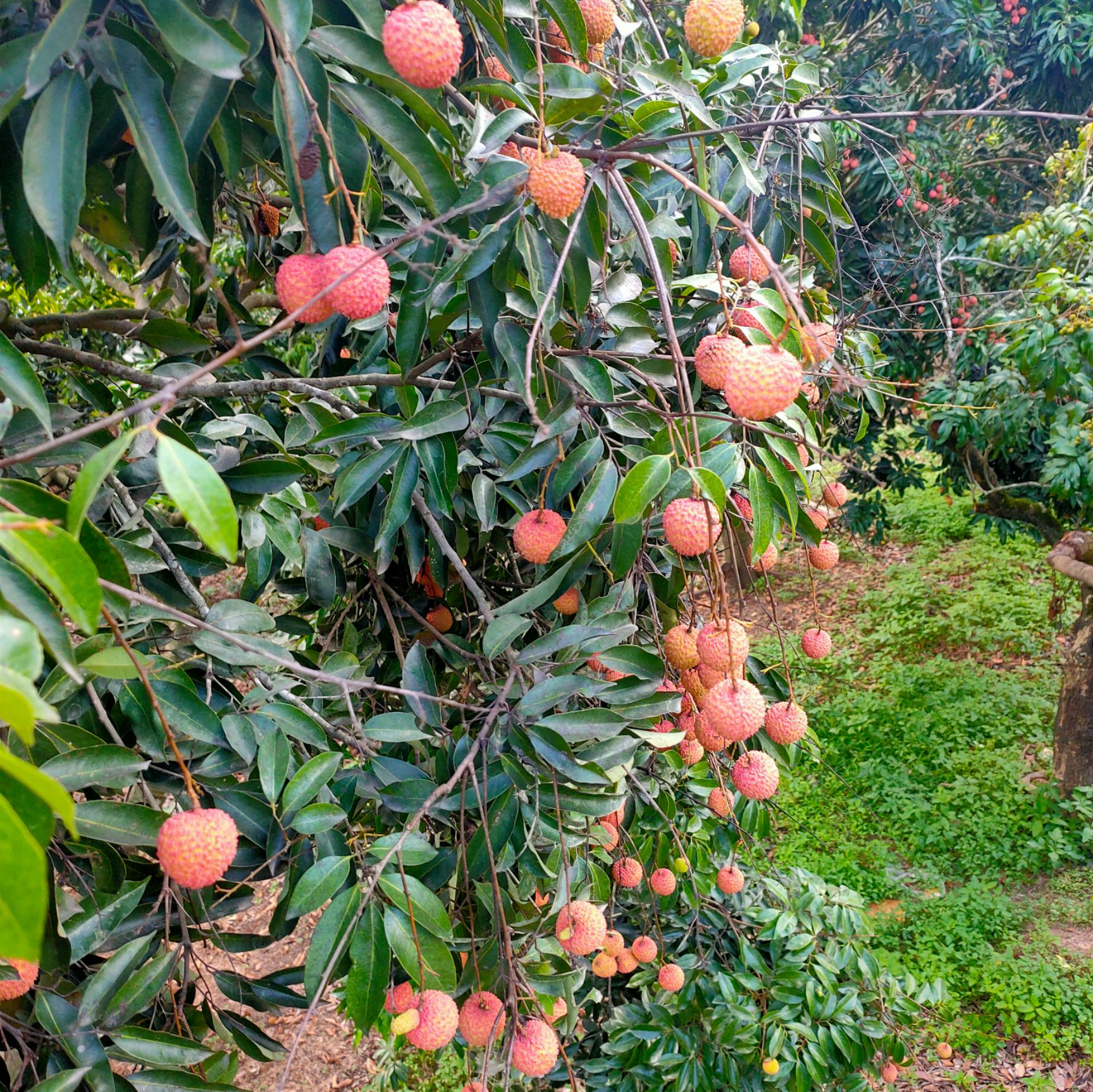 桂味荔枝 桂味茘枝