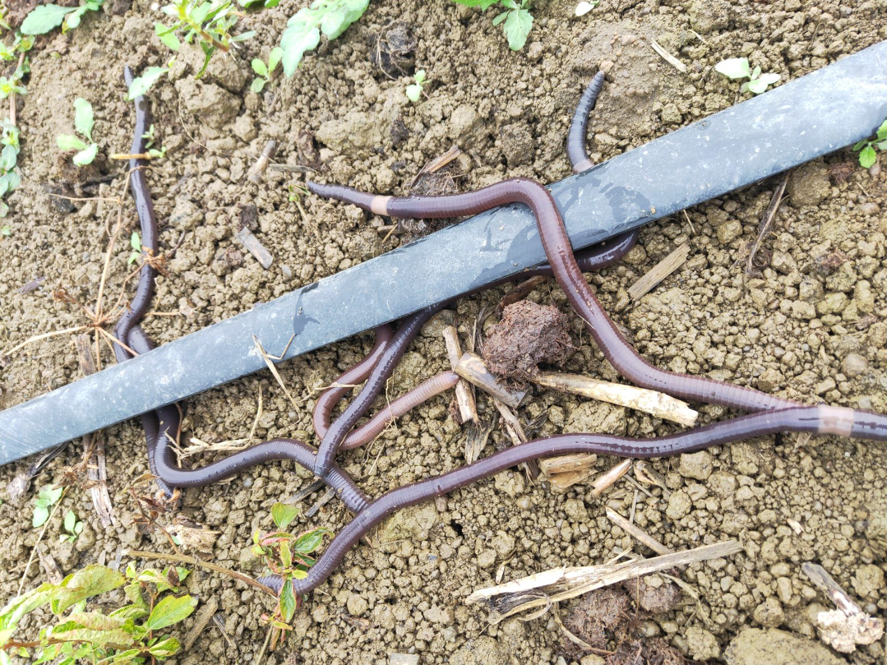  优质广地龙种苗