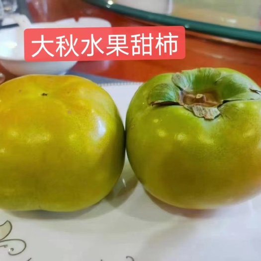 富川县日本甜柿子苗 太秋甜柿