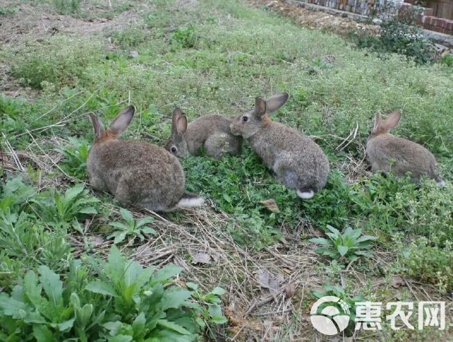 肉兔 比利时种兔供应厂家地址  免费提供养殖笼子  颗粒机