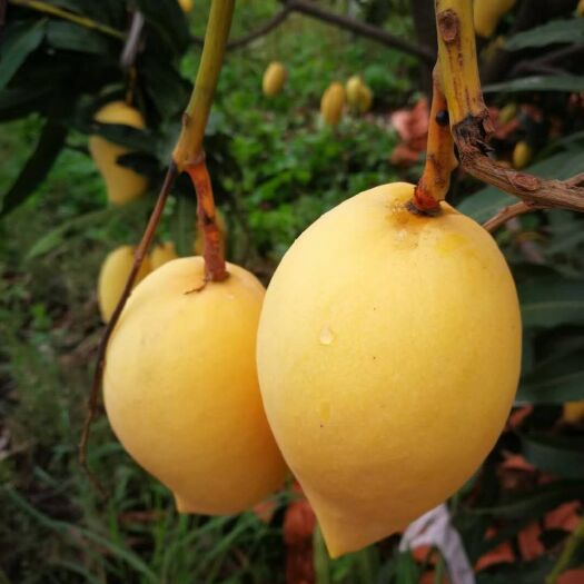 保山大青芒 主卖     青芒   鹰嘴     台农