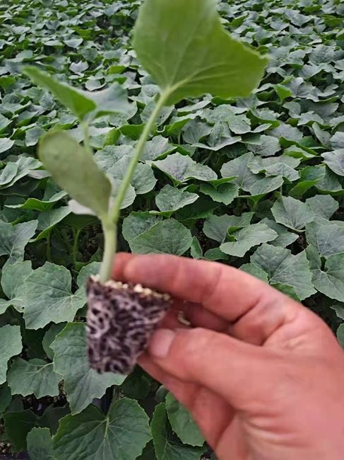 青皮冬瓜苗 黑皮大冬瓜苗 冬瓜苗 绿皮小冬瓜苗 粉皮冬瓜苗