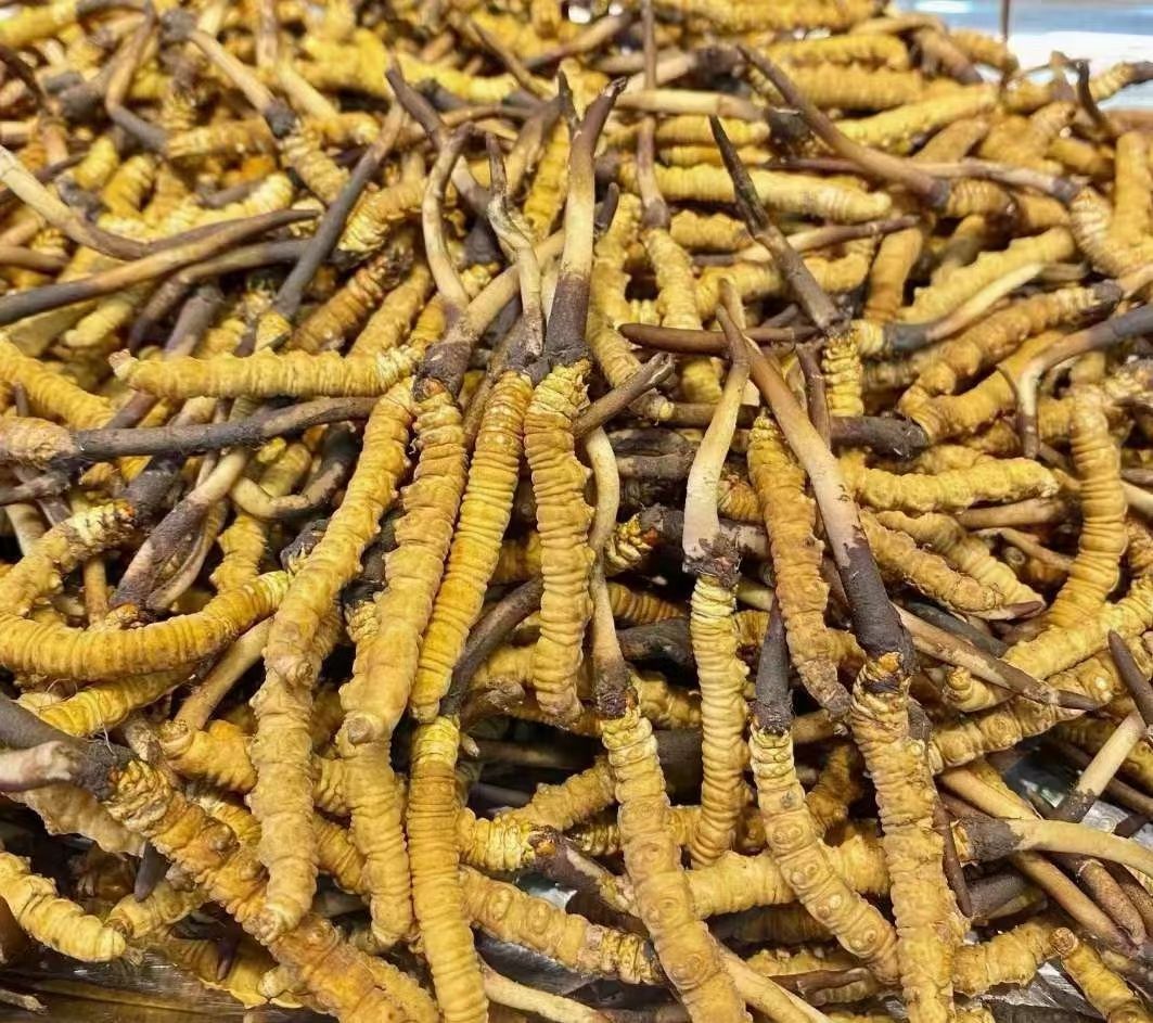 冬虫夏草  稻城亚丁新鲜虫草