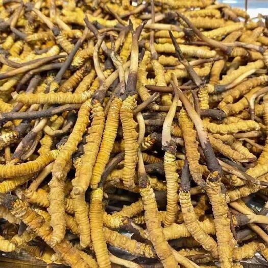 稻城县冬虫夏草  稻城亚丁新鲜虫草