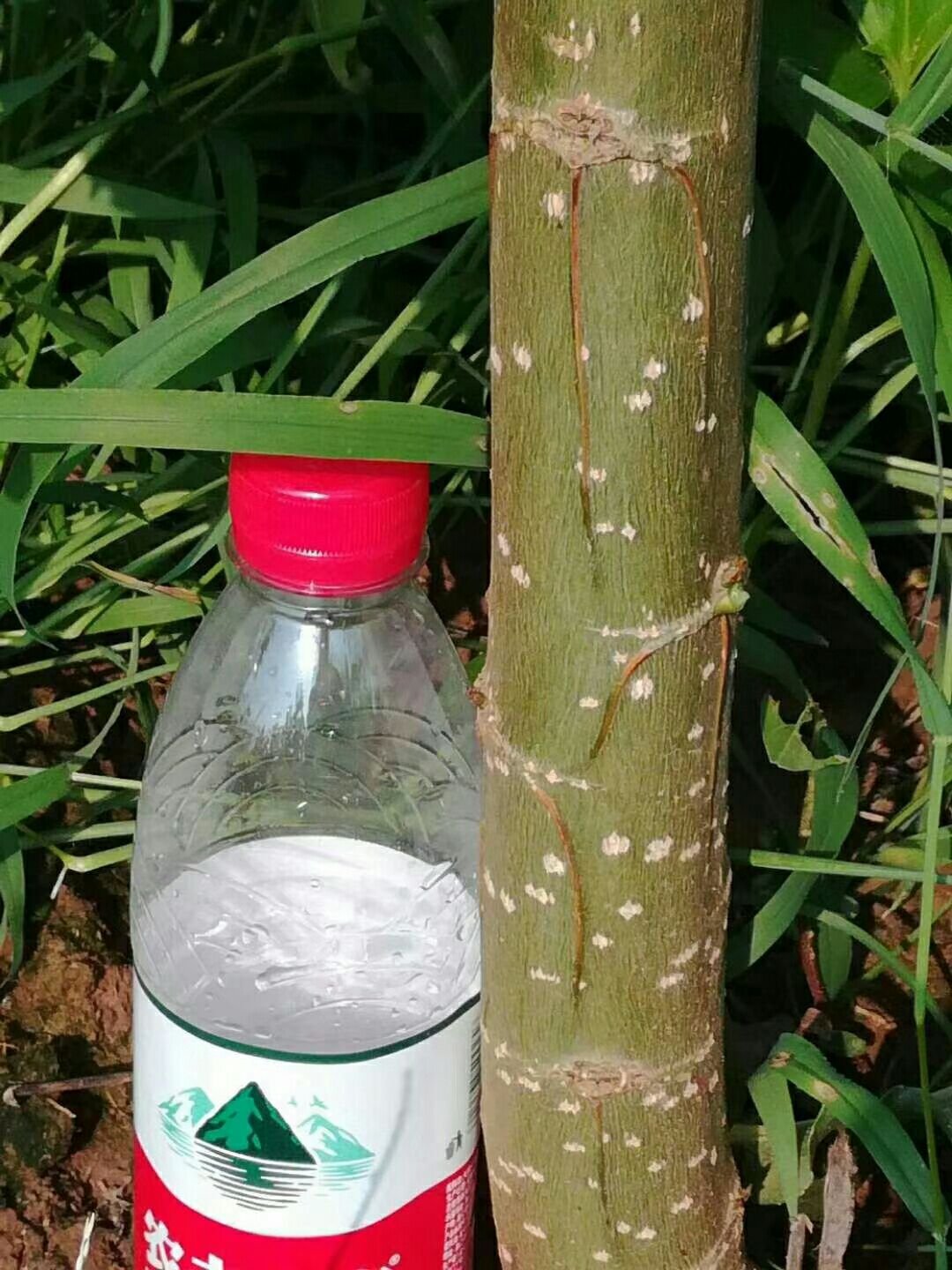 售速生雄性碧玉无絮杨